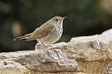 Hermit Thrush